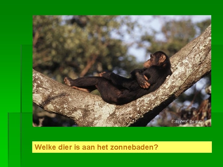 Welke dier is aan het zonnebaden? 