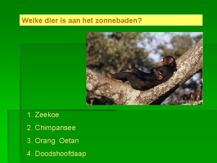 Welke dier is aan het zonnebaden? 1. Zeekoe 2. Chimpansee 3. Orang Oetan 4.