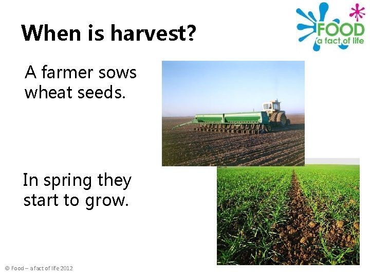 When is harvest? A farmer sows wheat seeds. In spring they start to grow.