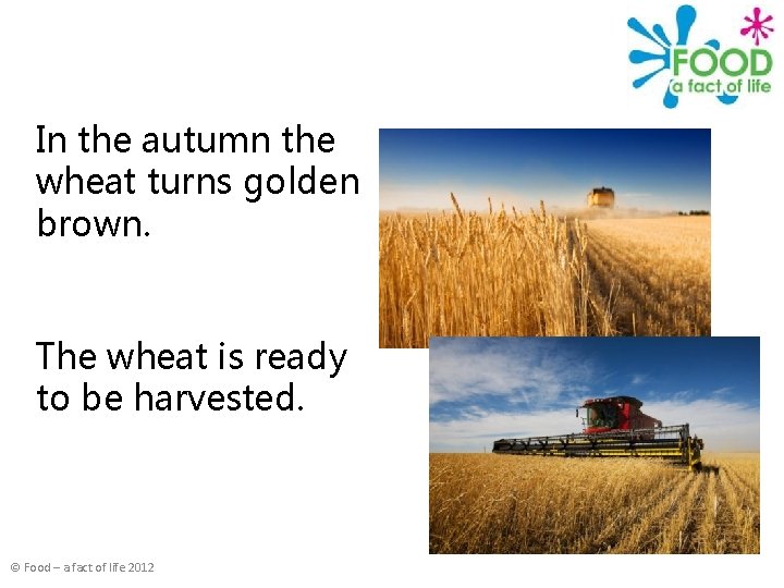 In the autumn the wheat turns golden brown. The wheat is ready to be
