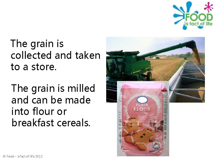 The grain is collected and taken to a store. The grain is milled and