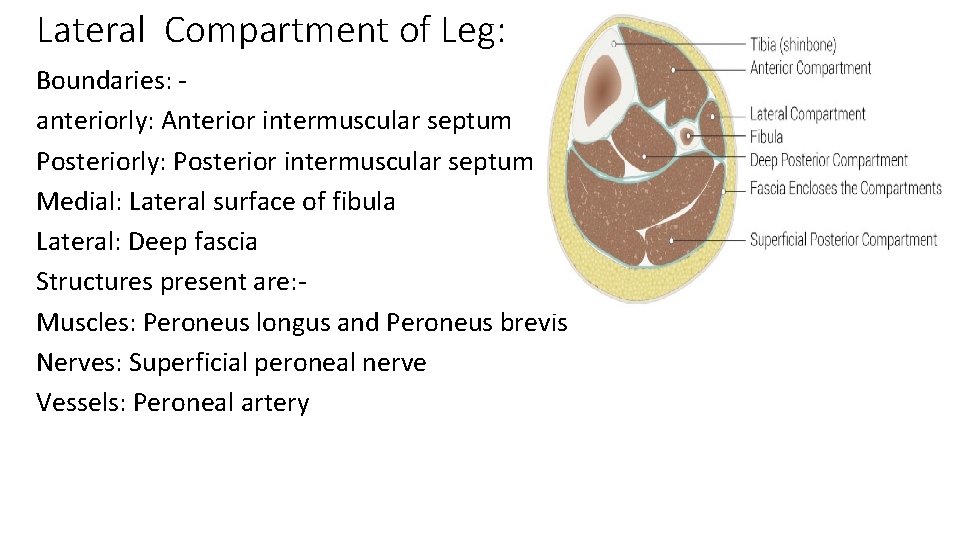 Lateral Compartment of Leg: Boundaries: anteriorly: Anterior intermuscular septum Posteriorly: Posterior intermuscular septum Medial: