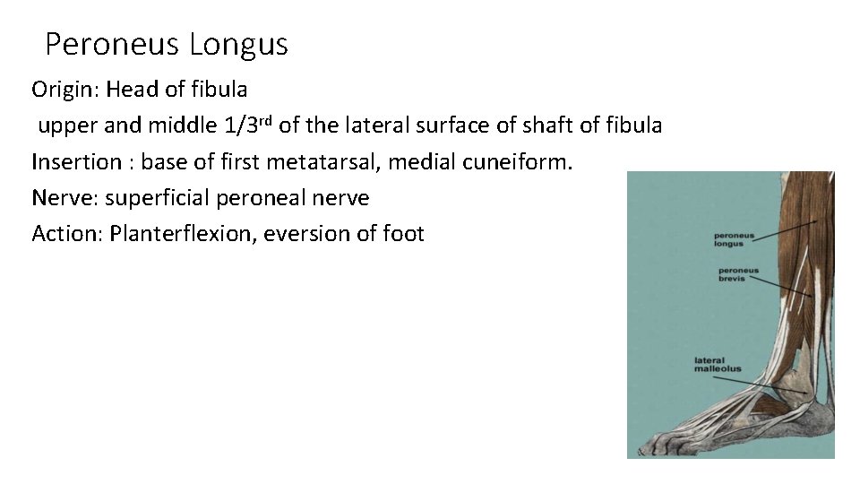 Peroneus Longus Origin: Head of fibula upper and middle 1/3 rd of the lateral