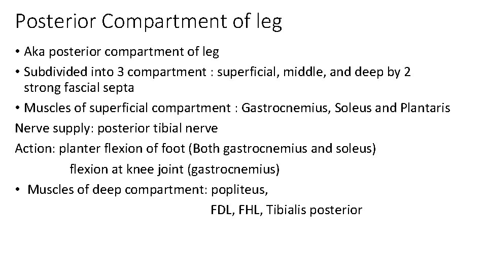 Posterior Compartment of leg • Aka posterior compartment of leg • Subdivided into 3