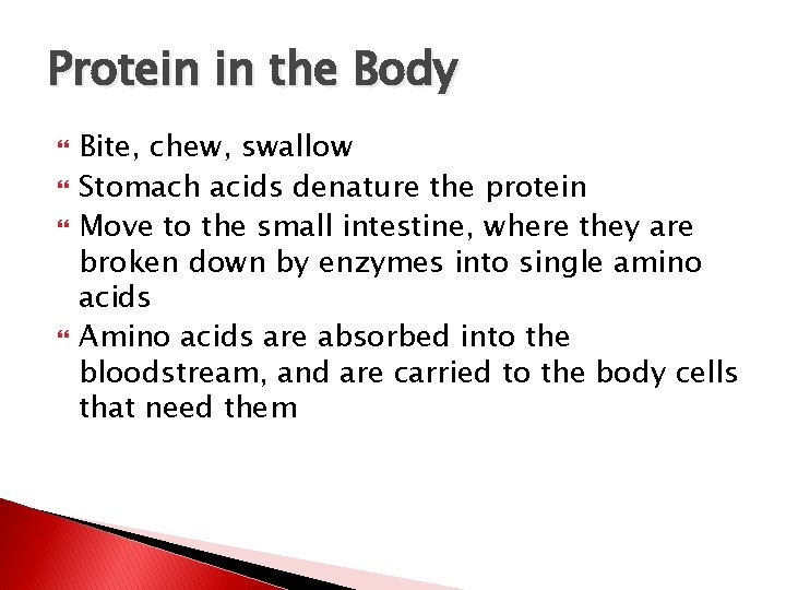 Protein in the Body Bite, chew, swallow Stomach acids denature the protein Move to