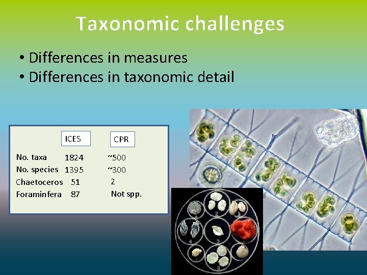 Taxonomic challenges • Differences in measures • Differences in taxonomic detail ICES No. taxa