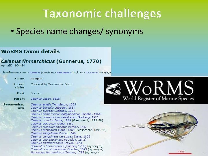 Taxonomic challenges • Species name changes/ synonyms 