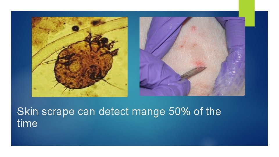 Skin scrape can detect mange 50% of the time 