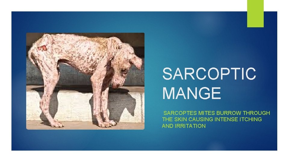 SARCOPTIC MANGE SARCOPTES MITES BURROW THROUGH THE SKIN CAUSING INTENSE ITCHING AND IRRITATION 