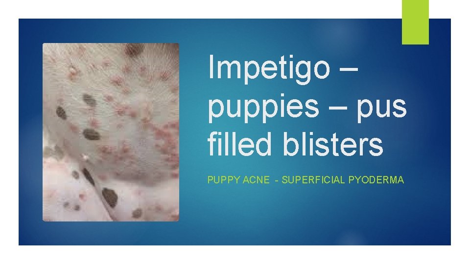 Impetigo – puppies – pus filled blisters PUPPY ACNE - SUPERFICIAL PYODERMA 