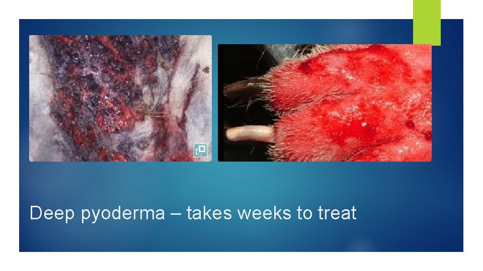 Deep pyoderma – takes weeks to treat 