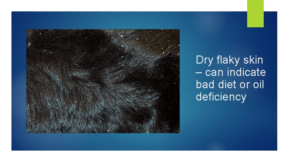 Dry flaky skin – can indicate bad diet or oil deficiency 