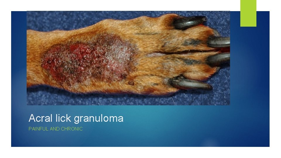 Acral lick granuloma PAINFUL AND CHRONIC 