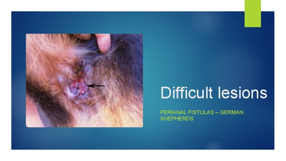 Difficult lesions PERIANAL FISTULAS – GERMAN SHEPHERDS 
