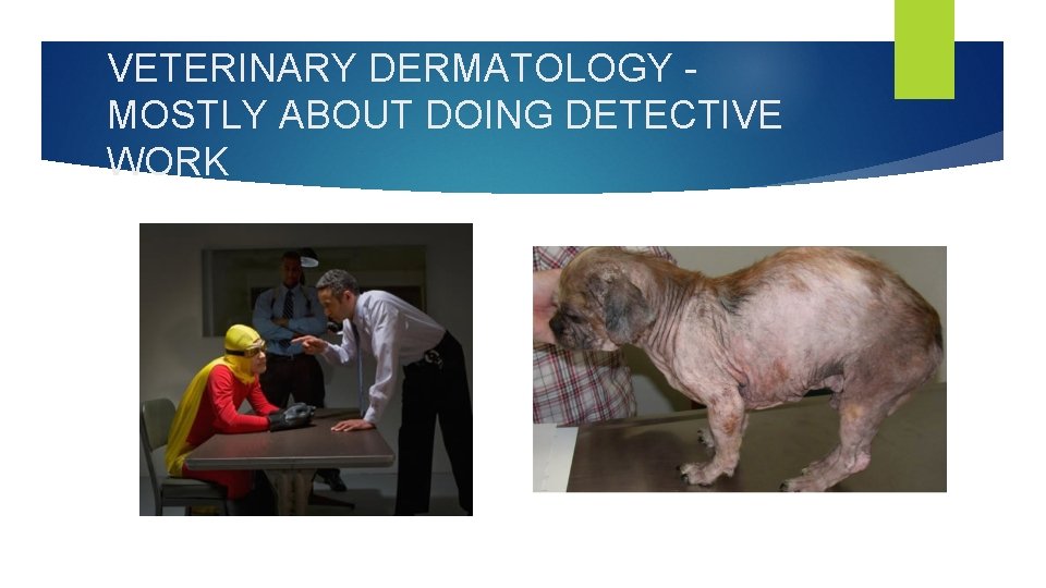 VETERINARY DERMATOLOGY - MOSTLY ABOUT DOING DETECTIVE WORK 