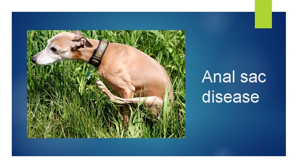 Anal sac disease 