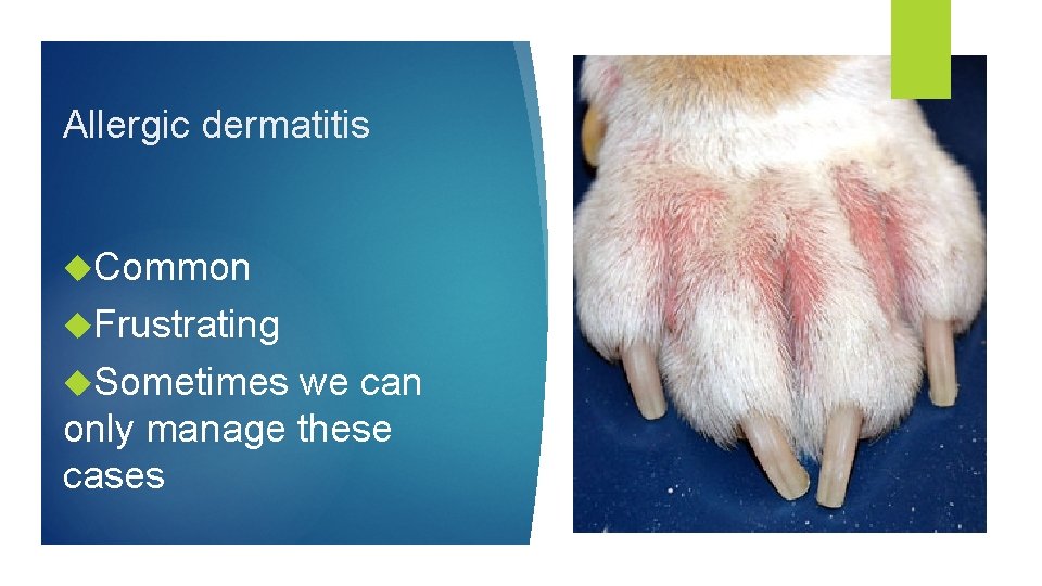 Allergic dermatitis Common Frustrating Sometimes we can only manage these cases 
