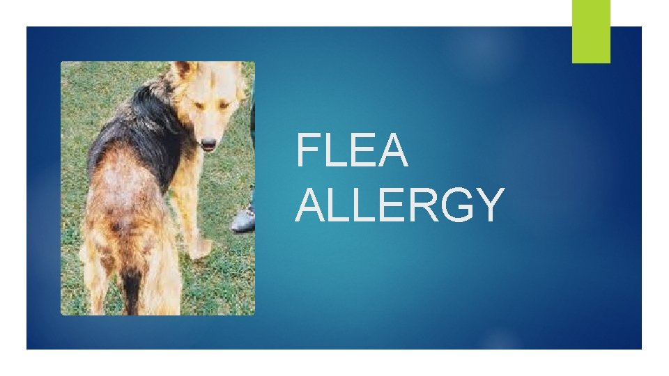 FLEA ALLERGY 