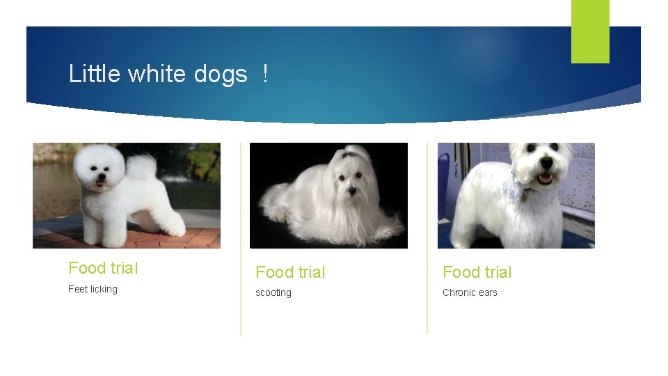 Little white dogs ! Food trial Feet licking scooting Chronic ears 