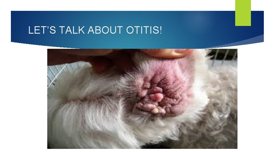 LET’S TALK ABOUT OTITIS! 