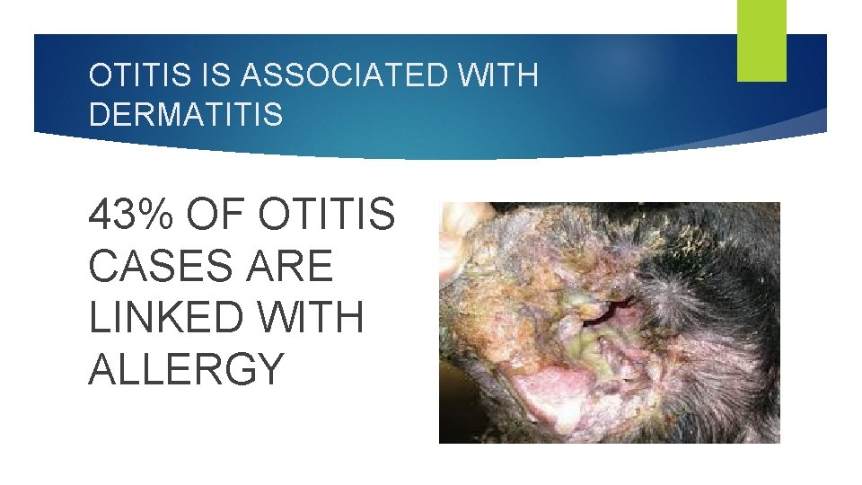 OTITIS IS ASSOCIATED WITH DERMATITIS 43% OF OTITIS CASES ARE LINKED WITH ALLERGY 