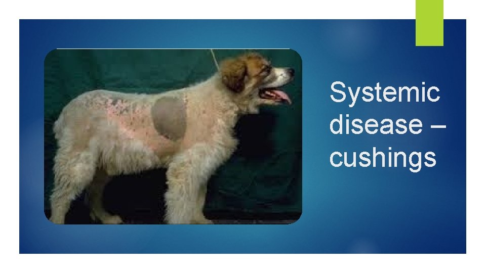 Systemic disease – cushings 