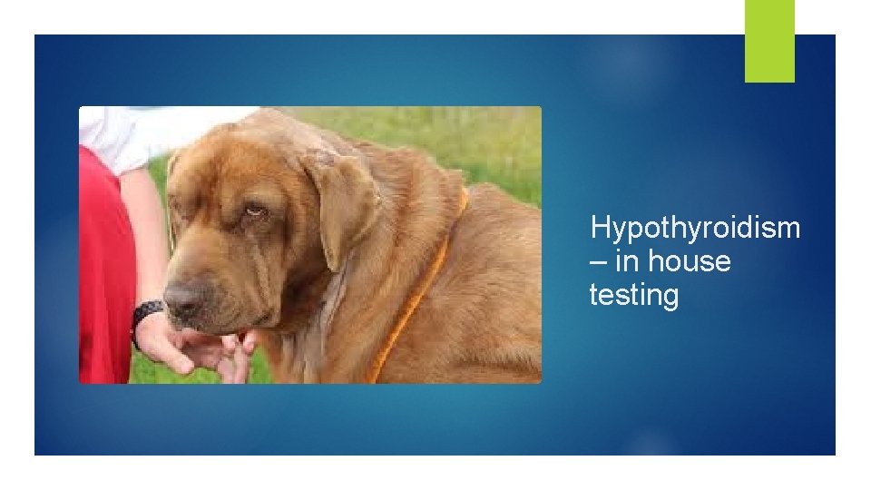 Hypothyroidism – in house testing 