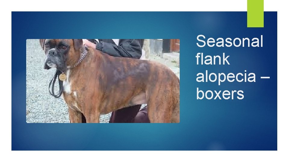 Seasonal flank alopecia – boxers 