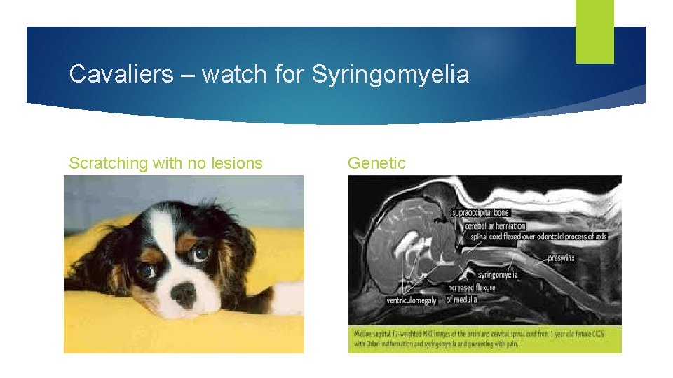 Cavaliers – watch for Syringomyelia Scratching with no lesions Genetic 
