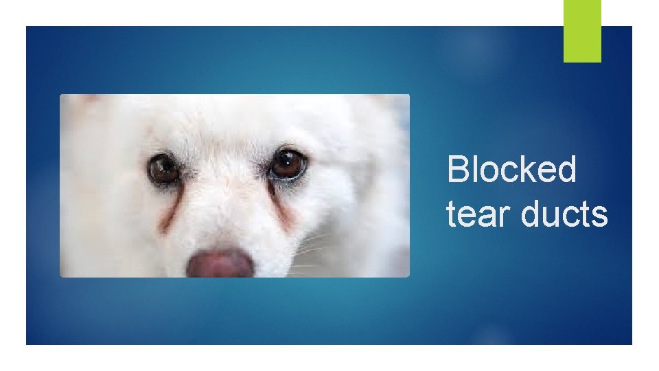 Blocked tear ducts 