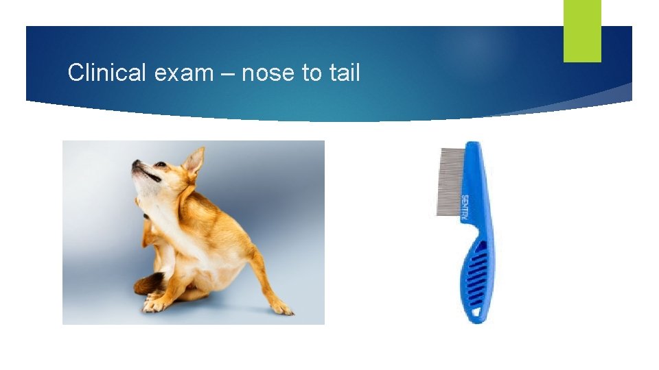 Clinical exam – nose to tail 