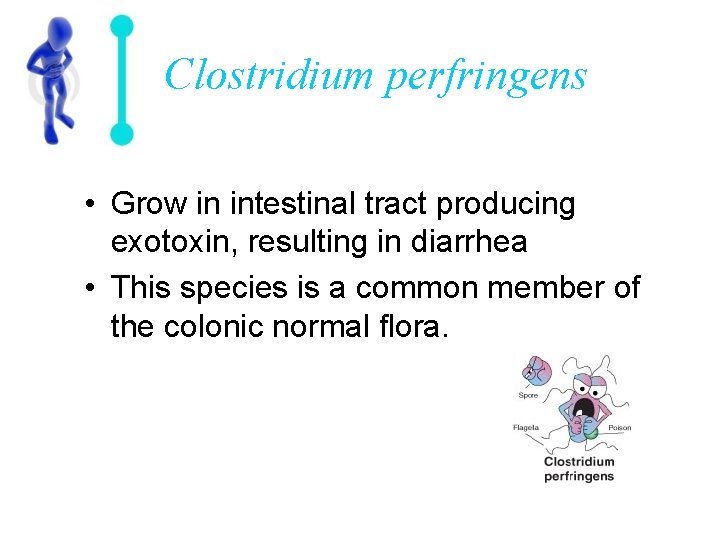 Clostridium perfringens • Grow in intestinal tract producing exotoxin, resulting in diarrhea • This