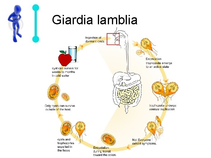 Giardia lamblia 