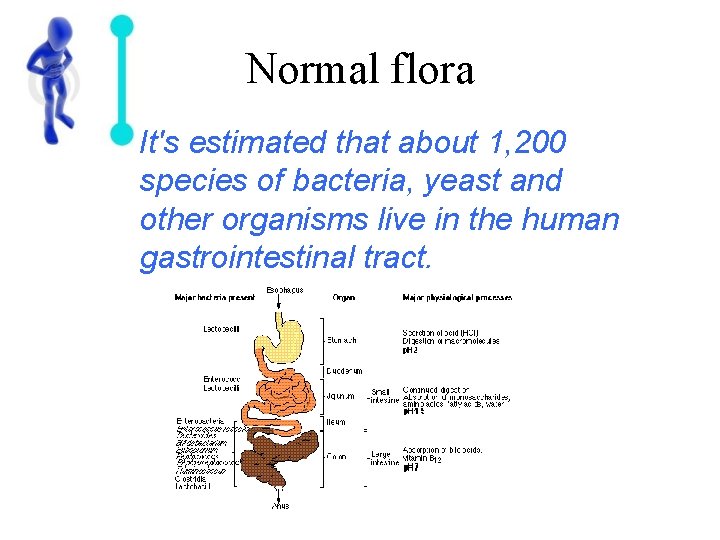 Normal flora It's estimated that about 1, 200 species of bacteria, yeast and other