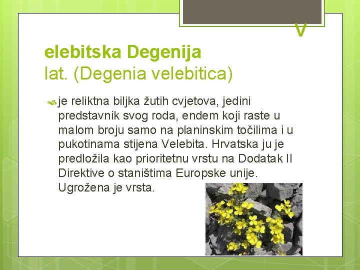  V elebitska Degenija lat. (Degenia velebitica) je reliktna biljka žutih cvjetova, jedini predstavnik