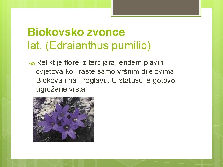 Biokovsko zvonce lat. (Edraianthus pumilio) Relikt je flore iz tercijara, endem plavih cvjetova koji