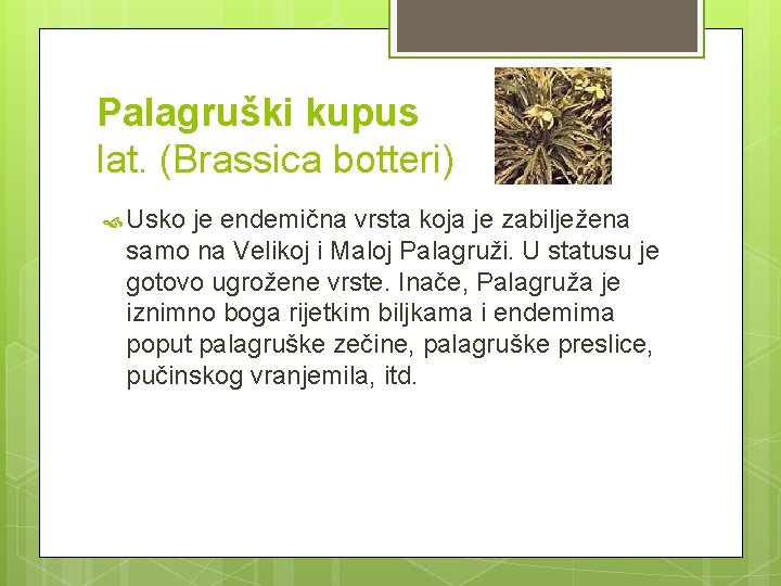 Palagruški kupus lat. (Brassica botteri) Usko je endemična vrsta koja je zabilježena samo na