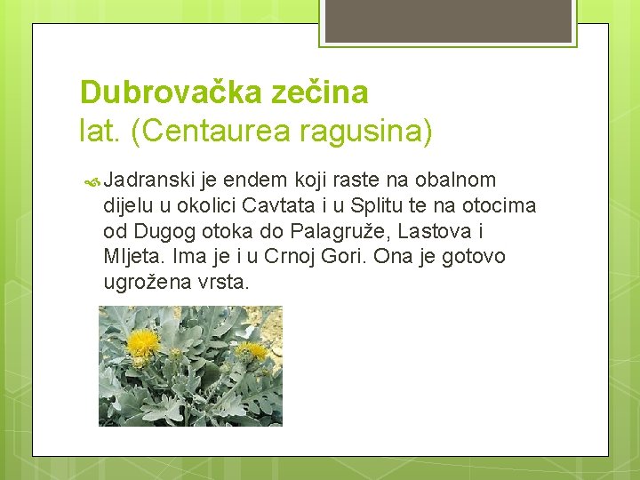 Dubrovačka zečina lat. (Centaurea ragusina) Jadranski je endem koji raste na obalnom dijelu u