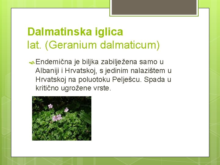 Dalmatinska iglica lat. (Geranium dalmaticum) Endemična je biljka zabilježena samo u Albaniji i Hrvatskoj,