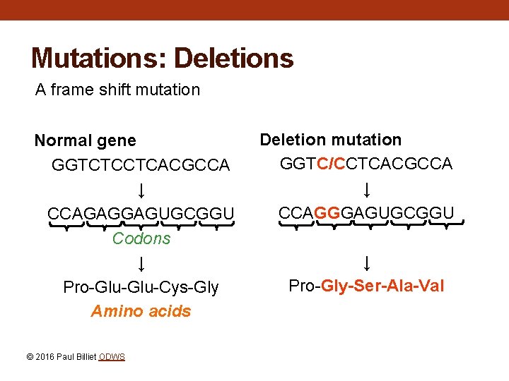 Mutations: Deletions A frame shift mutation Normal gene GGTCTCCTCACGCCA ↓ CCAGAGGAGUGCGGU Codons ↓ Pro-Glu-Cys-Gly