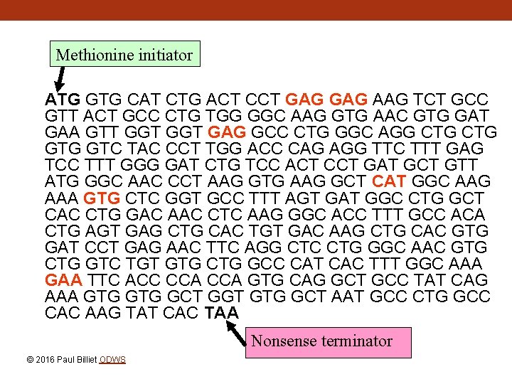 Methionine initiator ATG GTG CAT CTG ACT CCT GAG AAG TCT GCC GTT ACT