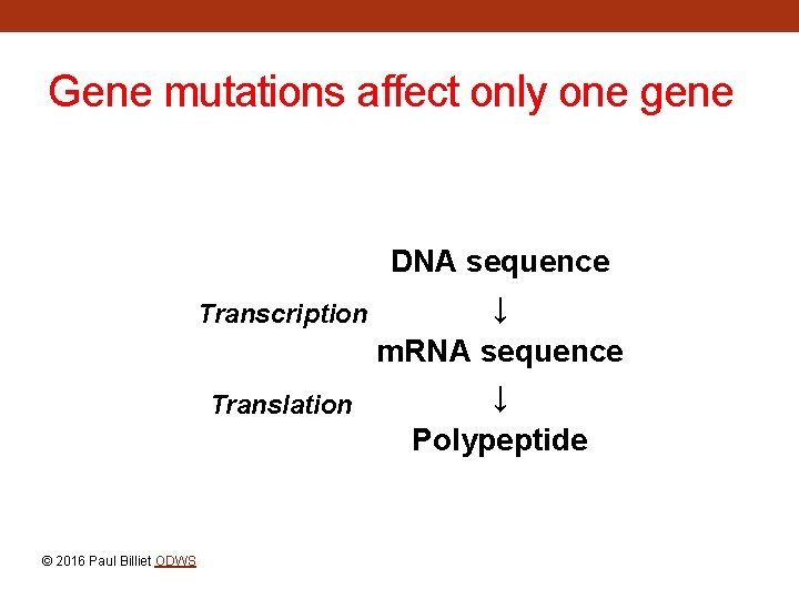 Gene mutations affect only one gene DNA sequence ↓ Transcription m. RNA sequence ↓
