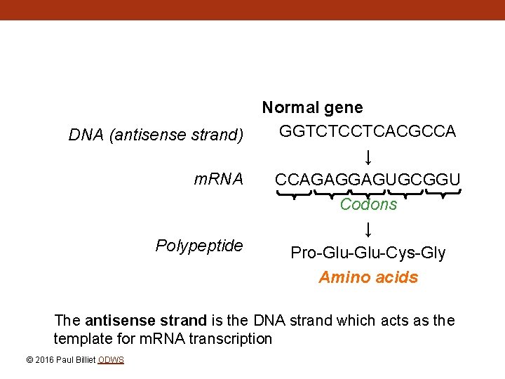 DNA (antisense strand) m. RNA Polypeptide Normal gene GGTCTCCTCACGCCA ↓ CCAGAGGAGUGCGGU Codons ↓ Pro-Glu-Cys-Gly