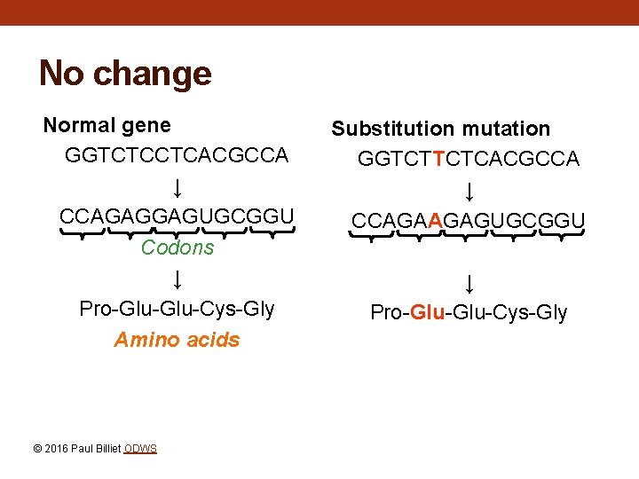 No change Normal gene GGTCTCCTCACGCCA ↓ CCAGAGGAGUGCGGU Codons ↓ Pro-Glu-Cys-Gly Amino acids © 2016