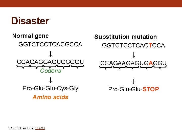 Disaster Normal gene GGTCTCCTCACGCCA ↓ CCAGAGGAGUGCGGU Codons ↓ Pro-Glu-Cys-Gly Amino acids © 2016 Paul