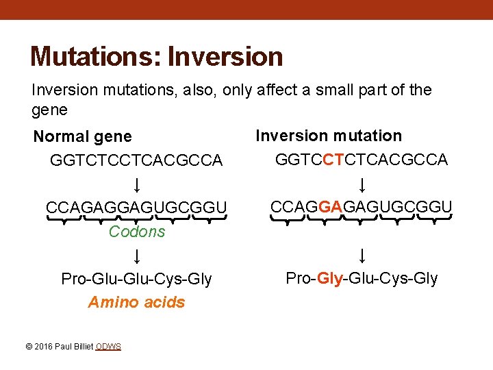 Mutations: Inversion mutations, also, only affect a small part of the gene Normal gene