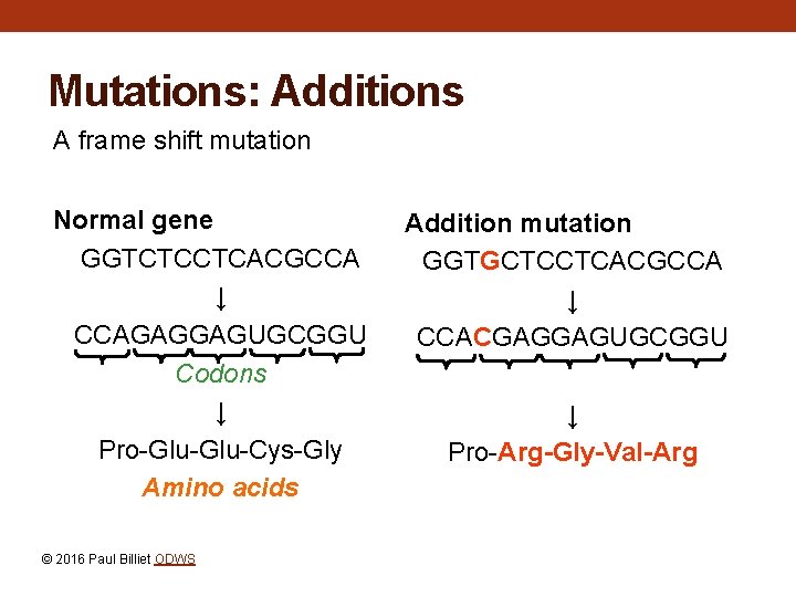 Mutations: Additions A frame shift mutation Normal gene GGTCTCCTCACGCCA ↓ CCAGAGGAGUGCGGU Codons ↓ Pro-Glu-Cys-Gly