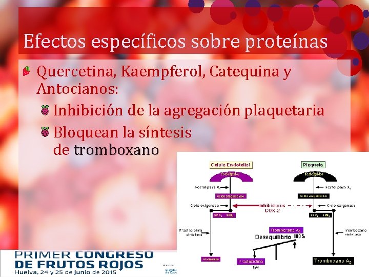Efectos específicos sobre proteínas Quercetina, Kaempferol, Catequina y Antocianos: Inhibición de la agregación plaquetaria