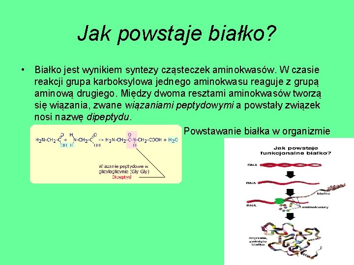 Jak powstaje białko? • Białko jest wynikiem syntezy cząsteczek aminokwasów. W czasie reakcji grupa