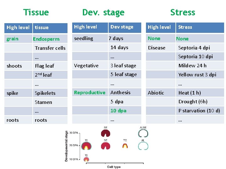 Tissue Dev. stage High level tissue High level grain seedling shoots spike roots Endosperm